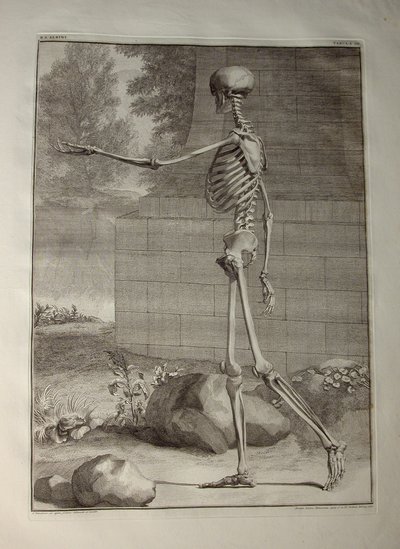 Albinus I, Pl. III: Skelett, Illustration aus 